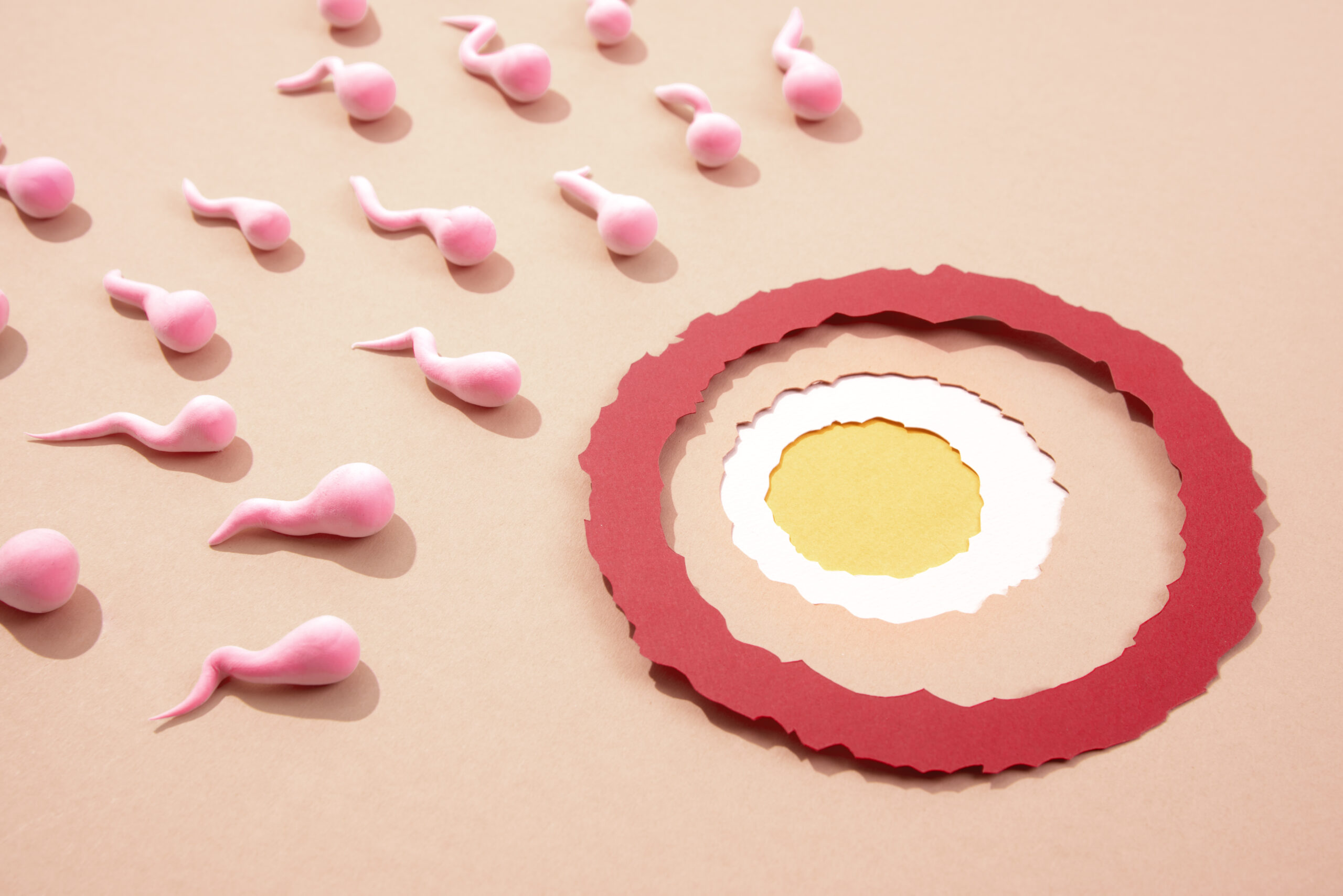Can an egg be fertilized the day after ovulation?