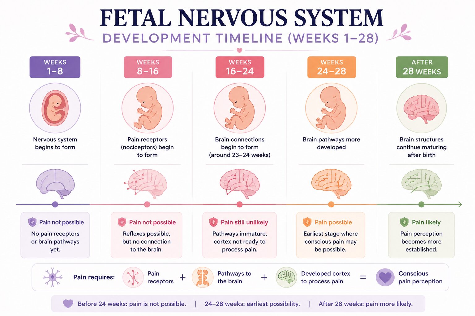 Fetal Nervous System Development