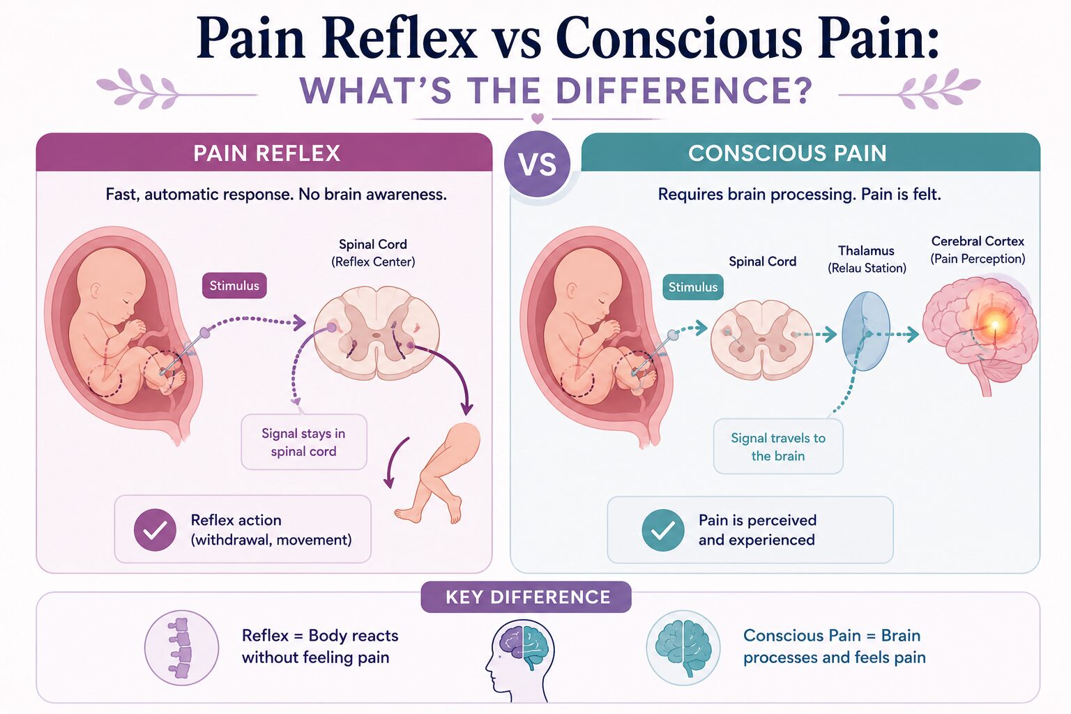 Pain Reflex and Conscious Pain