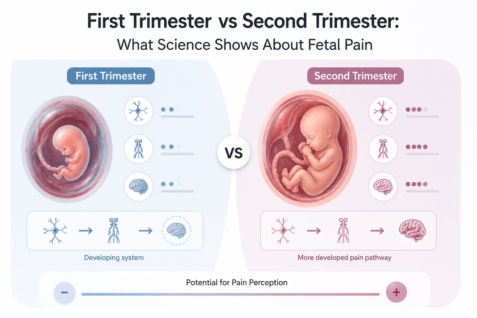 First Trimester vs Second Trimester
