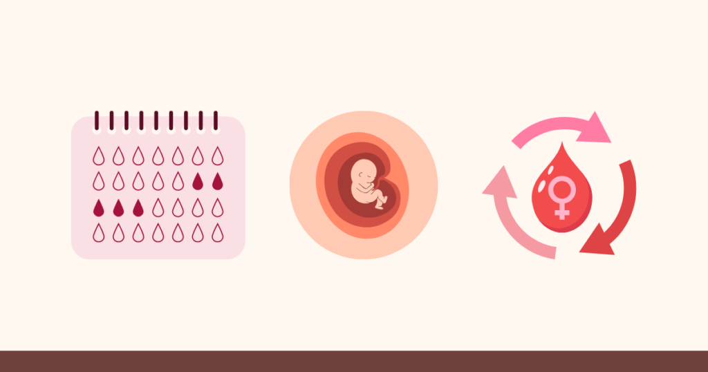 Can You Ovulate Before Your First Period After Abortion? What to Know
