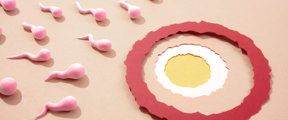 Can an egg be fertilized the day after ovulation?